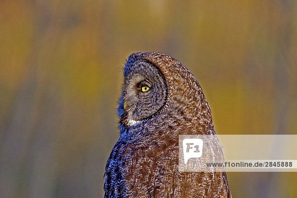 Große Grey Owl  Schafe Junction Bereich  British Columbia  Kanada.