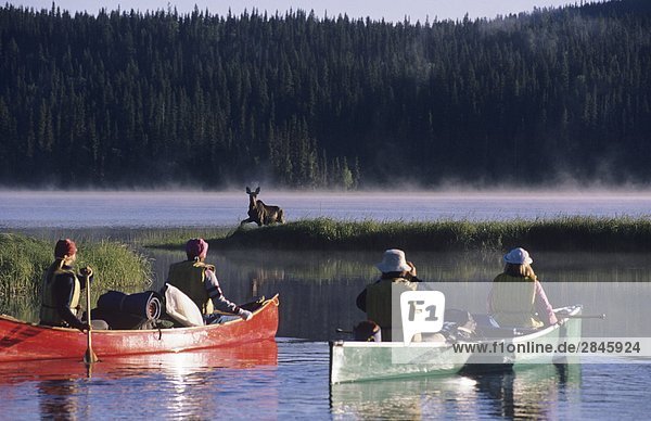 Wildlife viewing  photographing bull moose from canoe on Bowron River  Bowron Lake Park  Cariboo region  British Columbia  Canada.