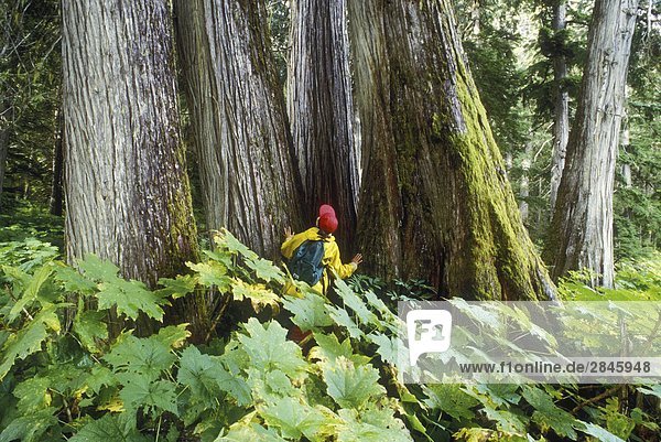 Cedar tree in the Interior Rainforest  with hiker  British Columbia  Canada.