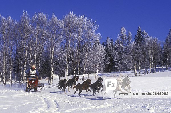 Dogsledding in the Cariboo region of British Columbia  Canada.