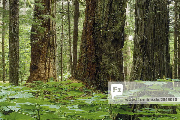 Regenwald Tal Bella Coola British Columbia Kanada.