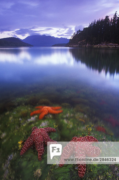 Starfish bei Ebbe  Bligh Island Provincial Park  British Columbia  Kanada.