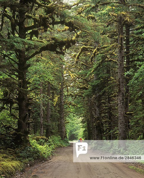 Straße nach zwei Hill  Naikoon Provincial Park  Haida Gwaii  British Columbia  Kanada.
