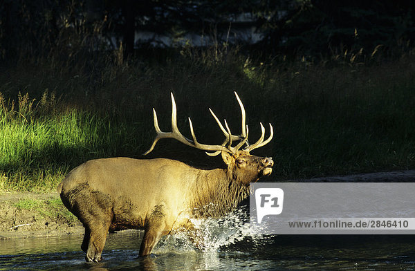 Angry Bull Elk während der Paarung Saison  British Columbia  Kanada.