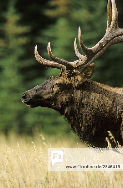Bull Elk Portrait  British Columbia  Kanada.