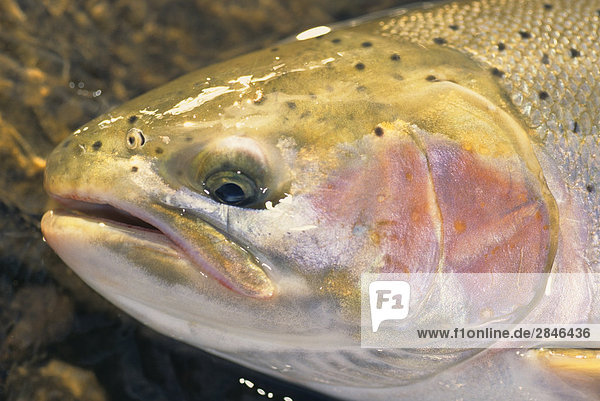 Close up of female steelhead  Bulkley river  British Columbia  Canada.