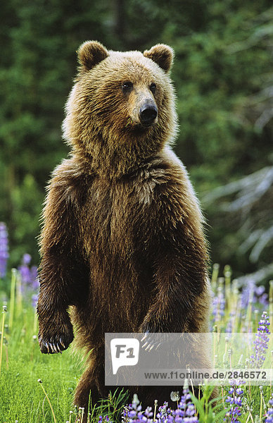 Ständigen Grizzlybär  nördlichen British Columbia  Kanada.