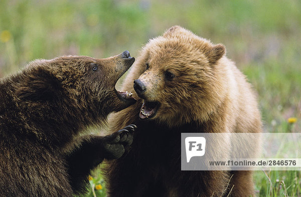 Grizzly Cubs Playfighting  British Columbia  Kanada.