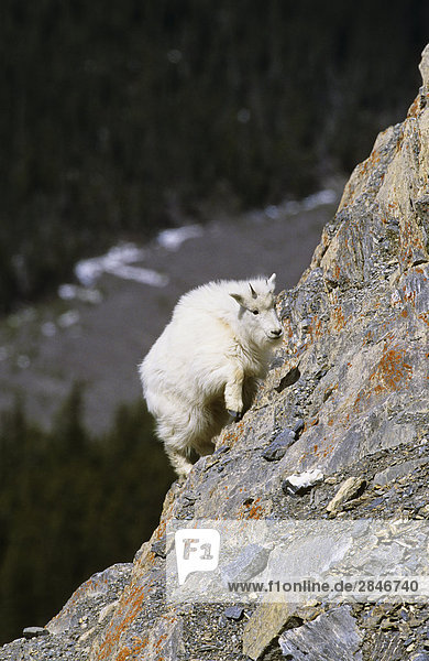 Bergziege Kind Klettern Steilen Klippen British Columbia Kanada Bergziege Kind Klettern Steilen Klippen British Columbia Kanada