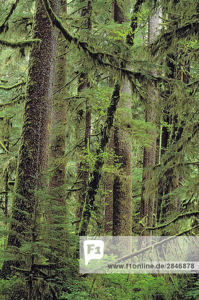 Die Sitka-Fichte. Carmanah Regenwald  Vancouver Island  British Columbia  Kanada.