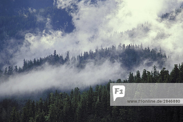 Coastal mist on cedars  spruce & firs. Coast Mountains  British Columbia  Canada.