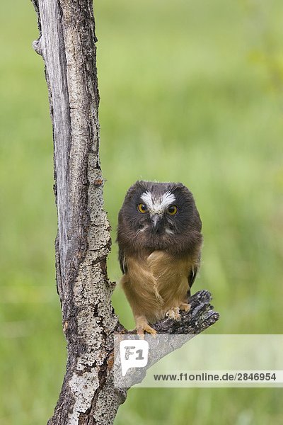 Unreife Saw – wetzen Eule Becher's Prairie British Columbia Kanada.