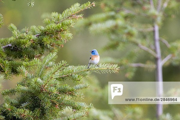 Eastern Bluebird in the Junction Area  British Columbia  Canada.