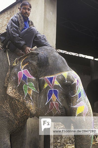 India  Rajsatan  Jaipur elephant and mahoot with colored paint decorations