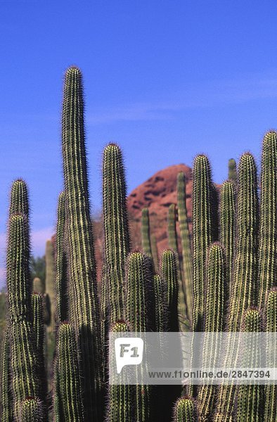 USA  Arizona  in der Nähe von Phoenix  Organ Pipe cactus