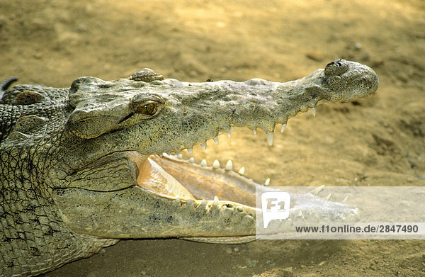 American Krokodil (Crocodylus Acutus) auf eine River Bank in Panama  Zentral-Amerika