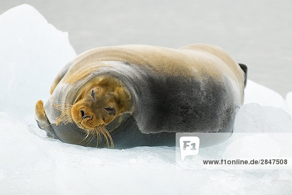 Produktion Schmutzfleck rot Gesichtsausdruck Gesichtsausdrücke Ausdruck Ausdrücke Mimik Svalbard Erwachsener Robbe