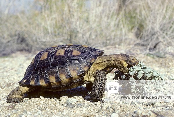 Adult Wüste Gopherschildkröte (Gopherus Agassizii) Fütterung eine saftige Anlage in der Sonora-Wüste  Süd-Arizona  USA