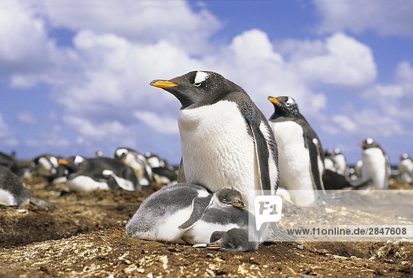 Gentoo Pinguin (Pygoscelis Papua) nesting-Kolonie  Falkland-Inseln