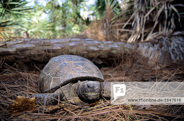 Gopher-Gopherschildkröte (Gopherus Polyphemus)  Zentral-Florida
