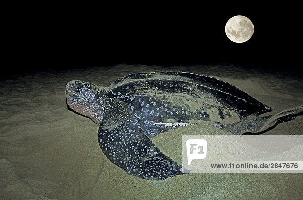 Meer Landschildkröte Schildkröte Trinidad und Tobago Lederschildkröte Dermochelys coriacea