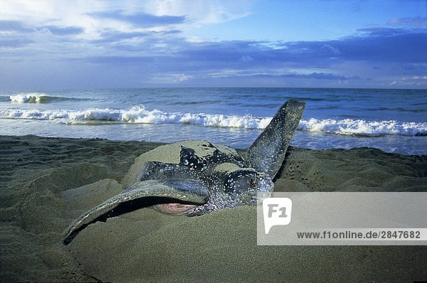 Wasserschildkröte Schildkröte über frontal Sand Schwimmflosse Flosse Tarnkleidung Trinidad und Tobago Lederschildkröte Dermochelys coriacea fegen