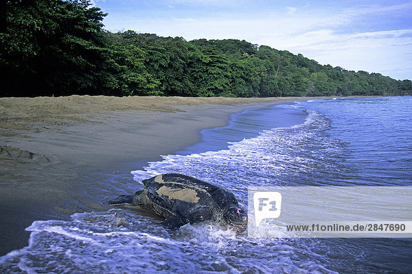 Wasserschildkröte Schildkröte liegend liegen liegt liegendes liegender liegende daliegen Meer Rückkehr Trinidad und Tobago Lederschildkröte Dermochelys coriacea