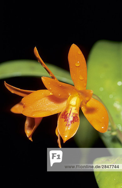 Orchideenarten  tropische Regenwälder  Panama