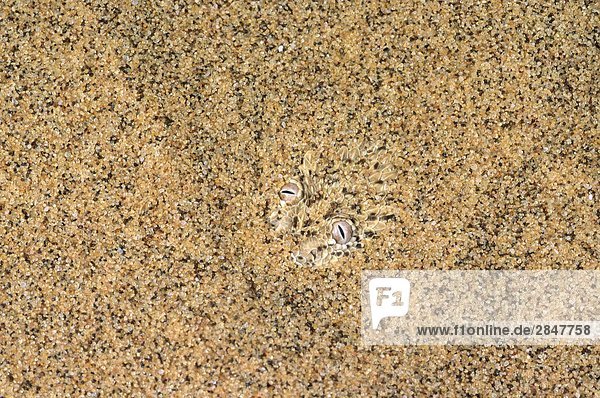 Peringuey's Adder (Zwergpuffotter) versteckt sich in den Sand  namibischen Wüste  Namibia  Afrika