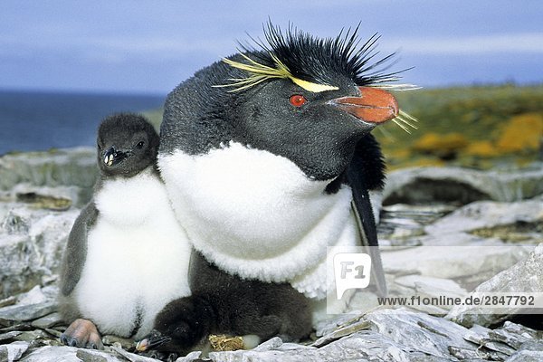 Penguin (Eudyptes Chrysocome) Adult Rockhopper mit Twin Küken. Die kleinere Chick stirbt unweigerlich. Falkland-Inseln  Süd Atlantik