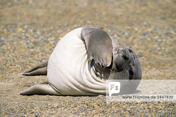 Strand Welpe Südlicher Seeelefant Mirounga leonina Faulheit faul faule faulen fauler faules Patagonien Südamerika