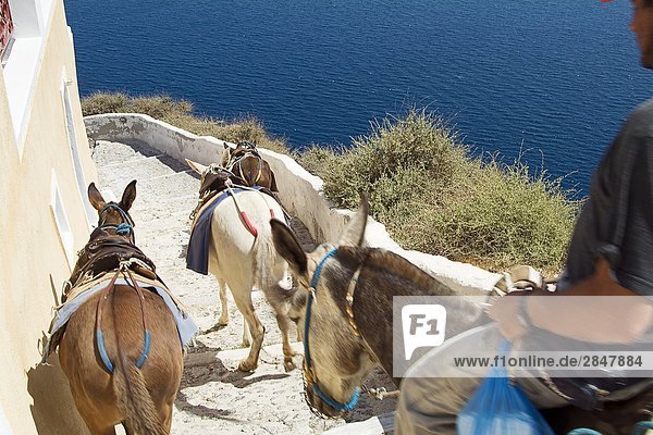 Man Riding on Donkey down Stairs with saddled donkeys and mules for tourists  Oia  Santorini  Cyclades Islands  Greece.