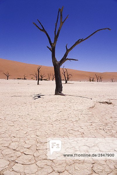 Sand umgeben Namibia Namib zerreißen Düne Namib Naukluft Nationalpark Afrika Lehm Dead Vlei