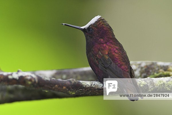 Ein Snowcap Hummingbird (Microchera Albocoronata) in Costa Rica.