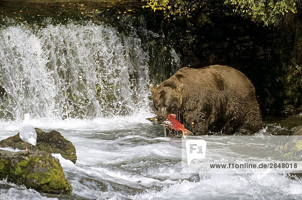 Braunbär (Ursus Arctos) Privatdaten Rotlachs im Fluss  Brooks Falls  Brooks  Katmai-Nationalpark  Alaska  USA
