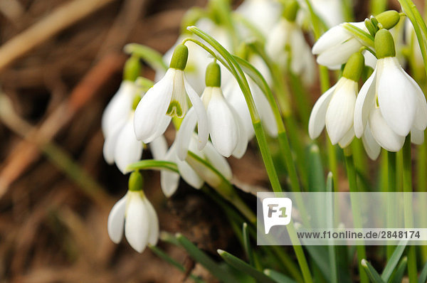 Nahaufnahme-Snowdrop Blumen blühen im Feld  Franken  Bayern  Deutschland