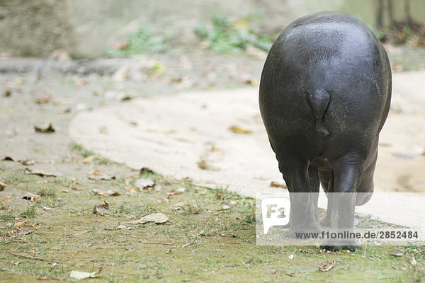 Hippopotamus (Hippopotamus amphibius)  Rückansicht