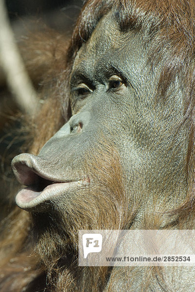Orang-Utan (Pongo pygmaeus)  schürzende Lippen