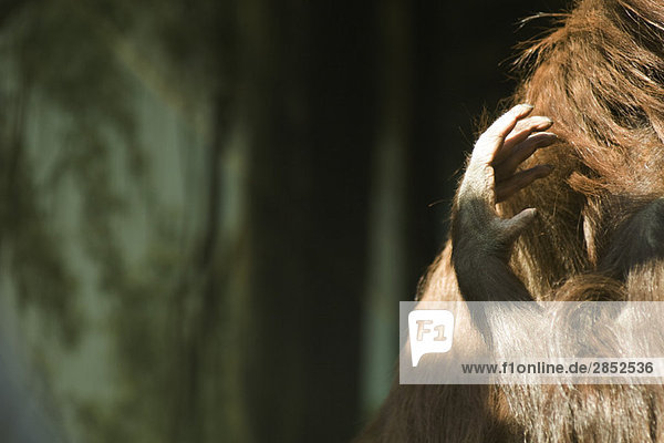 Orang-Utan (Pongo pygmaeus)  Kratzen
