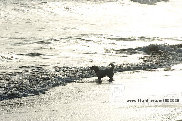 Hundewaten am Strand