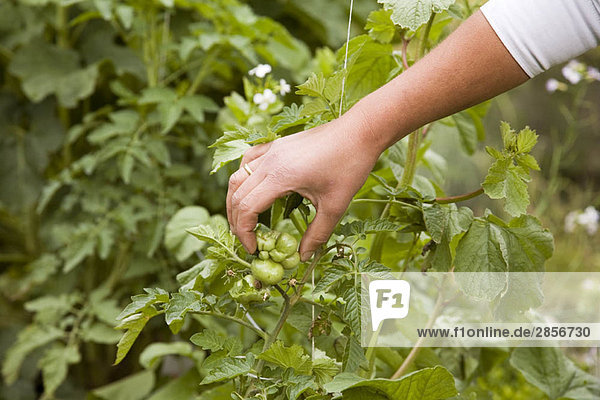 Handgefühl Tomatenpflanze im Garten