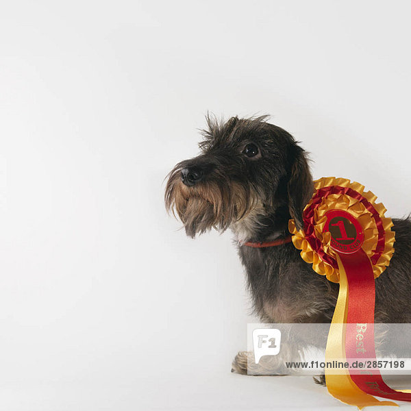Hund mit Band des ersten Preises