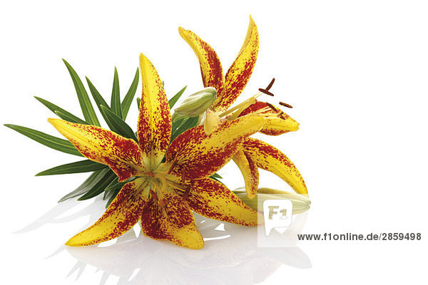 Tigerlilienblüte (Lilium tigrinum)