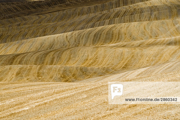 Italien,  Toskana,  geerntete Maisfelder,  Vollformat