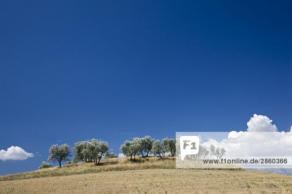 Italy,  Tuscany,  Olive trees under blue sky