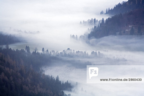 Germany  Bavaria  Sudefeld  Woodland with fog