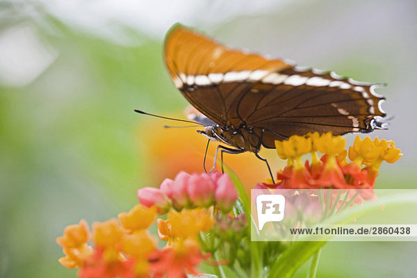 Schmetterling (Spiroeta epaphus) auf Blume sitzend