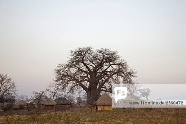Africa  Sambia  Baobab Tree and Thatched huts