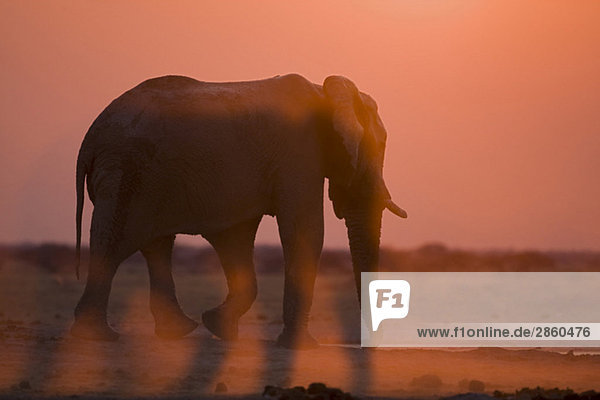 Afrika  Botswana  Afrikanischer Elefant (Loxodonta africana) bei Sonnenuntergang