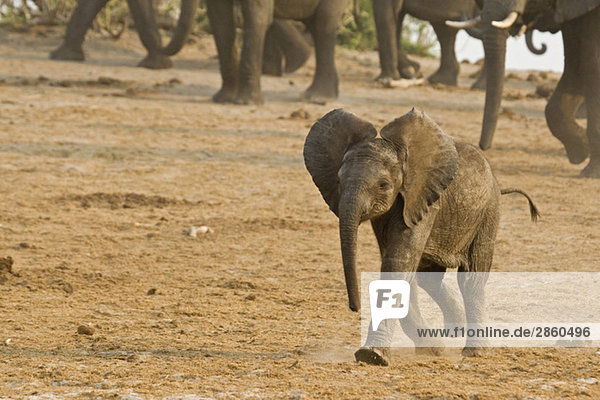 Africa Botswana Elephant calf (Loxodonta africana) herd in background